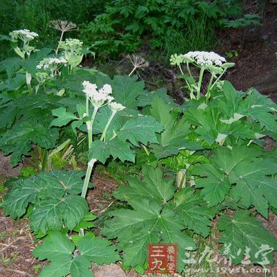 白芷能夠使中樞神經(jīng)系統(tǒng)產(chǎn)生興奮感，提奮精神