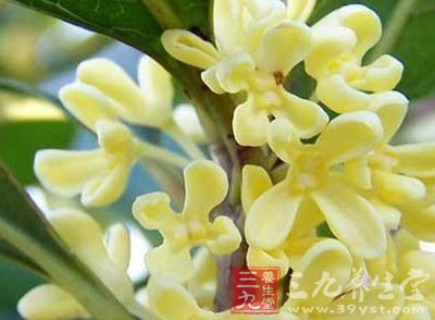 新鲜桂花筛去杂质