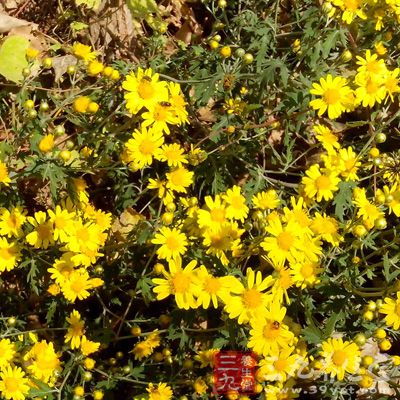 野菊花性凉，有疏风清热、解毒消肿、健脑明目等功效