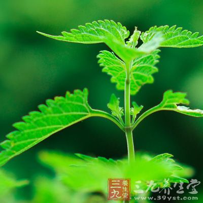 冬凌草的功效与作用 冬凌草的价值和用法(11 中药本草 三九