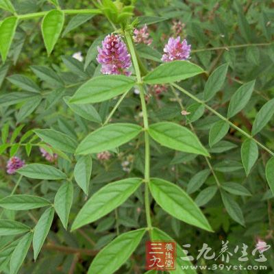 甘草黄酮、甘草浸膏及甘草次酸均有明显的镇咳作用