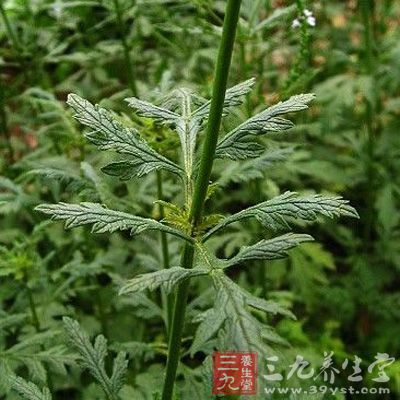 用马鞭草捣汁，生饮半碗，忌触铁器，十日内愈