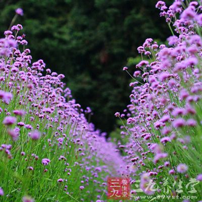 马鞭草茶具有镇静作用