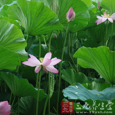 荷叶,又称莲花茎,莲茎