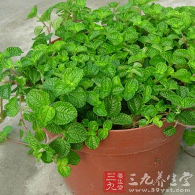 薄荷100克,生姜3片,大蒜3瓣,葱白3茎,调味品适量 薄荷100克,生姜3片,大蒜3瓣,葱白3茎,调味品适量