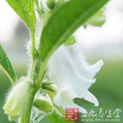 治疗脚鸡眼的偏方，可取鲜芝麻花一小把