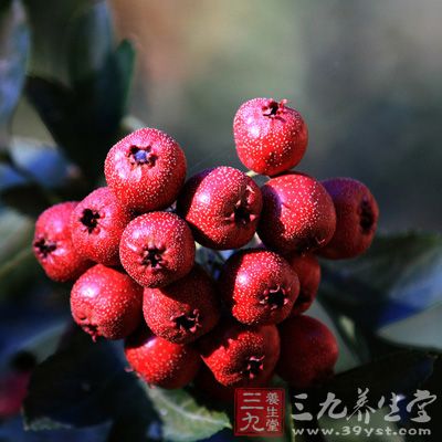 山楂化食積，行結(jié)氣，健胃寬膈，消血痞氣塊