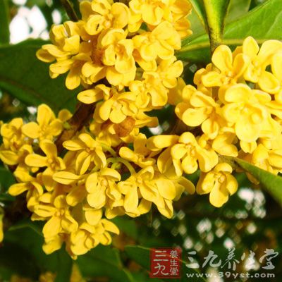 桂花芡實(shí)糖水里，有新鮮的桂花香氣