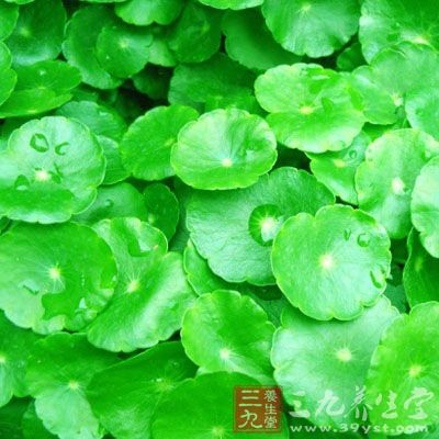 排石作用金钱草有利胆排石和利尿排石的功效口 排石作用金钱草有利胆排石和利尿排石的功效口