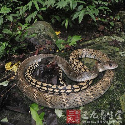 乌蛇