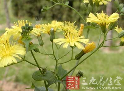 猪尾巴,羊奶子,倒扎草,笔管草,水风,茅草细辛,独脚茅草