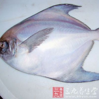 質(zhì)量好的鯧魚，肉質(zhì)致密，手觸彈性好