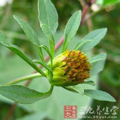 夏秋季采收全草(连根)，洗净泥沙杂质，晾干备用或鲜用