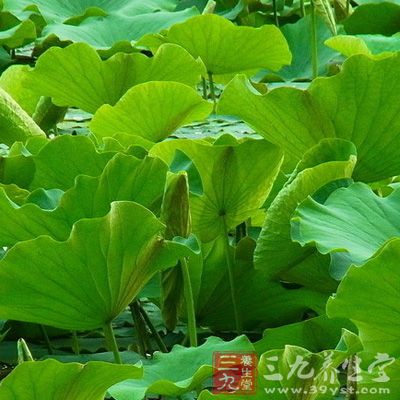 用鮮荷葉一張煎湯代水，同粳米100g煮粥經(jīng)常食用