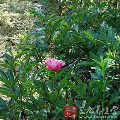白石花