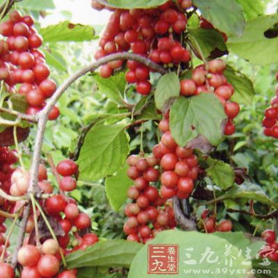 取北五味子10斤，水煎2~4小时，去渣加红糖3斤，浓缩成5000毫升