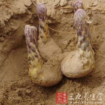 肉苁蓉泡水喝的功效之抗寒、抗疲劳和抗衰老