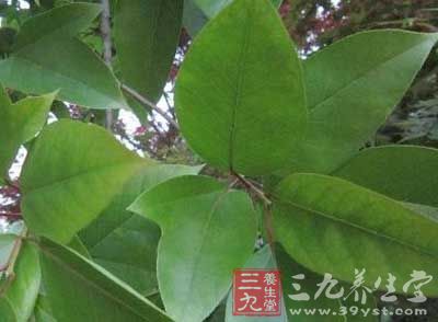 产地多属亚热带低山至中山,向南楔入热带 产地多属亚热带低山至中山,向南楔入热带