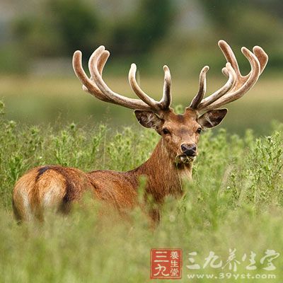 孕妇在产后不要立刻服用鹿茸