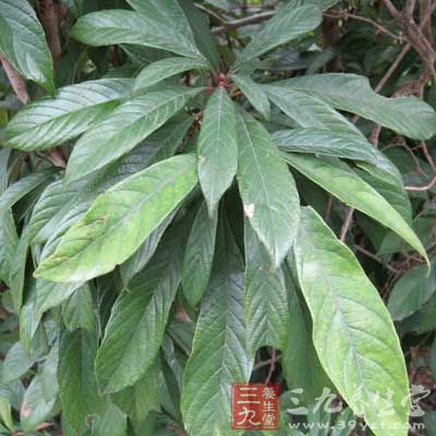 笔罗子_中药百科