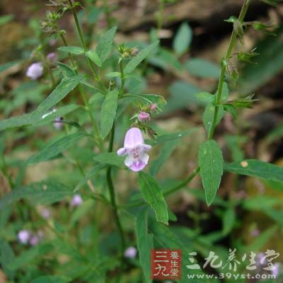 萼果香薷的药用价值与应用