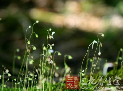 (《滇南本草》),野烟叶,野思草(《草木便方》),野烟(《分类草药性》)