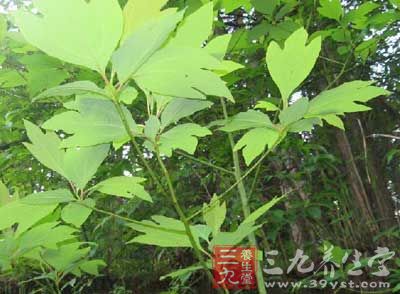 治风湿,腰肌劳损,扭挫伤筋,胃病 治风湿,腰肌劳损,扭挫伤筋,胃病