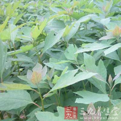 喜温暖湿润气候。喜光,不耐阴。深根性,萌芽性强,生长快 喜温暖湿润气候。喜光,不耐阴。深根性,萌芽性强,生长快