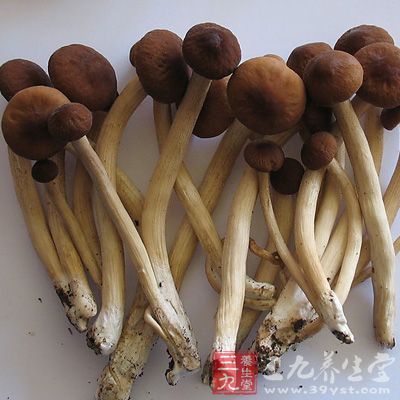 干锅腊肉茶树菇这是一道非常有名的菜肴