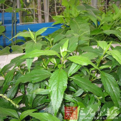 治慢性肝炎:鹅掌金星一两,金荞麦一两,阴行草一