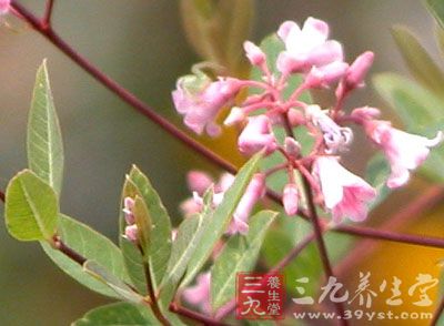 罗布麻叶的药用价值与应用_清热药_中药图典