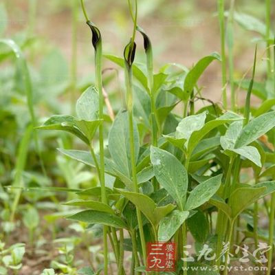 半夏白术天麻汤很健康