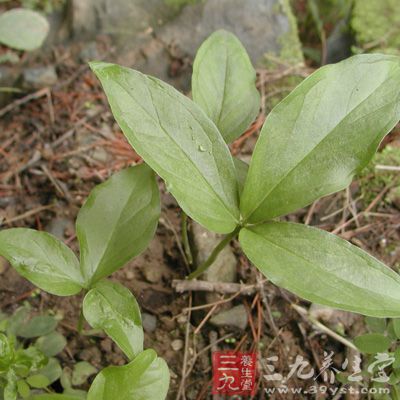 给犬静脉注射半夏浸剂，可使氯化钡所致的室性早搏迅速消失且不复发，有效率为97%