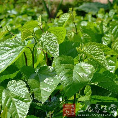 半夏块茎圆球形，直径1~2厘米，具须根