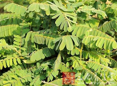 为豆科植物广东相思子的带根全草图片
