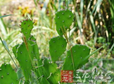 仙人掌的药用价值与应用_清热药_中药图典