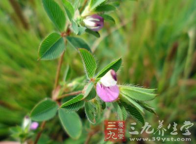 鸡眼草的药用价值与应用