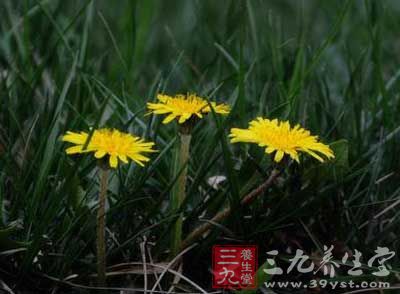 茎谷草的图,花谷草的图片,图谷草_大山谷图库