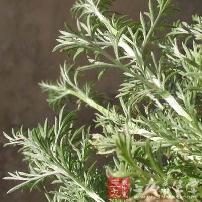 治湿热黄疸,小便不利,遍身发黄:阴行草一至二两