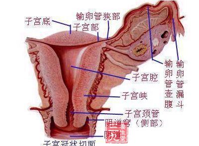 谁把女人的子宫弄脏了