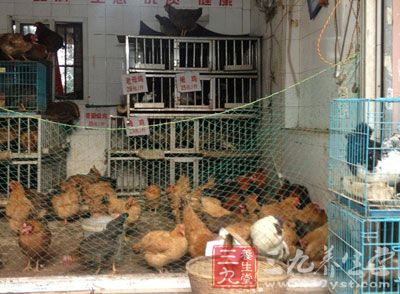 泉州中心市区世纪巨星小区内有一家活禽店,各种鸡,鸭,鸽毛到处飞