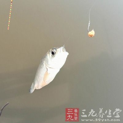 白鯽魚所含的蛋白質(zhì)質(zhì)優(yōu)、齊全、易于消化吸收