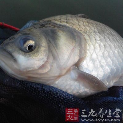 每百克白鯽魚中，含視黃醇25微克，維生素A25微克，這對提高視力有益