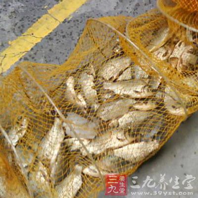 辨別雌雄白鯽魚(yú)的方法