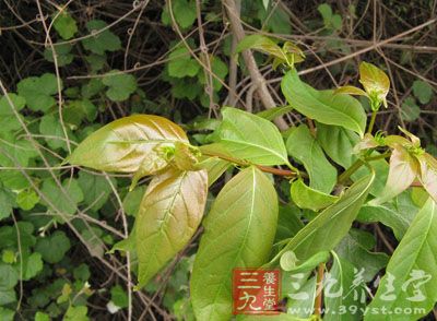 《滇南本草》),莺爪风(《草木便方》),嫩钩钩(《饮片新参》),金钩藤