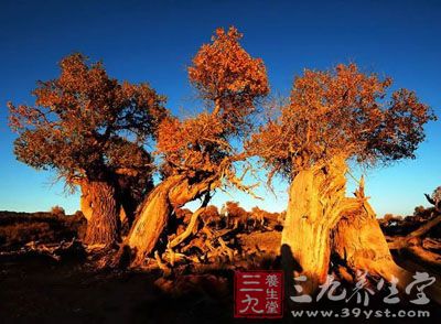 胡桐泪的药用价值与应用