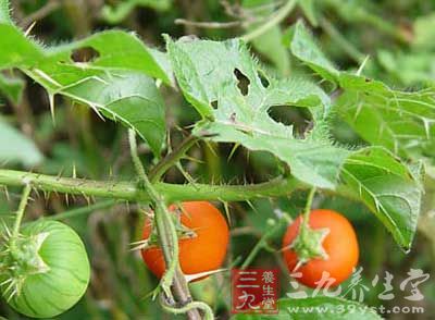为茄科植物刺茄子的果实.秋季采收,晒干