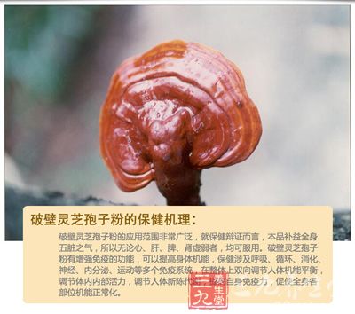 破壁灵芝孢子粉的保健机理 破壁灵芝孢子粉的保健机理