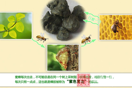 蜜蜂每次出去,不可能总是在同一个树上采树脂 8