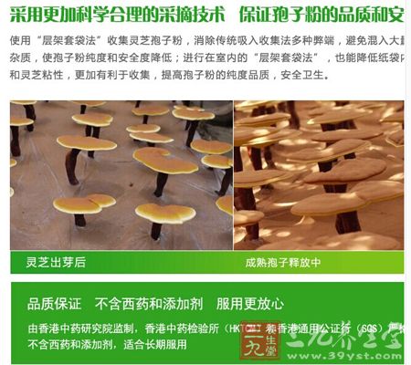 使用“层架套袋法”收集灵芝孢子粉,消除传统吸入收集法的多种弊端 使用“层架套袋法”收集灵芝孢子粉,消除传统吸入收集法的多种弊端